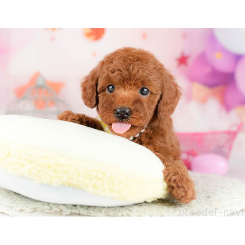 販売中の千葉県のトイプードル-451151の8枚目