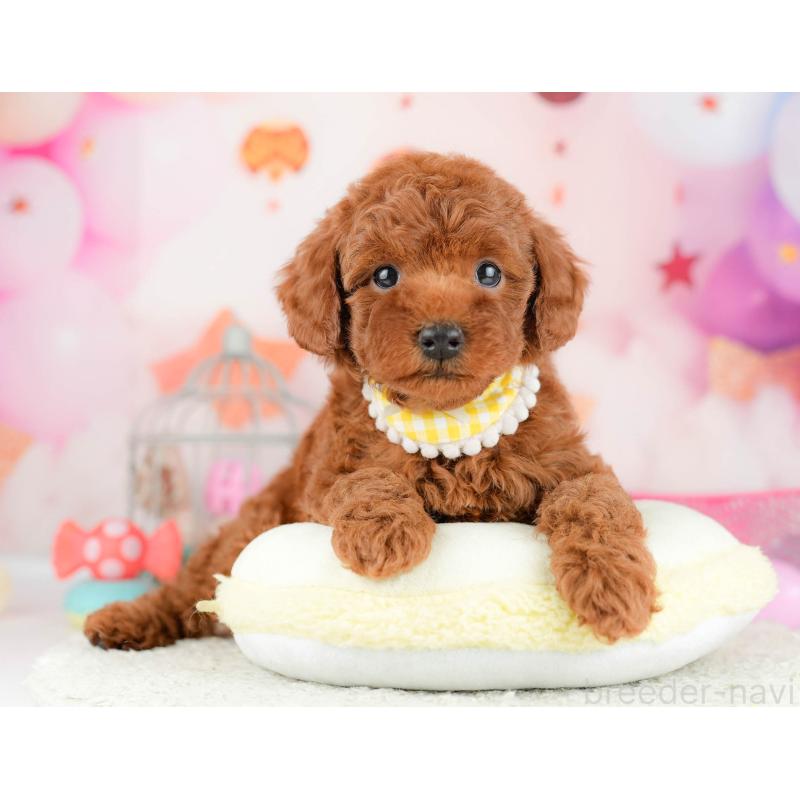 販売中の千葉県のトイプードル-451151の7枚目