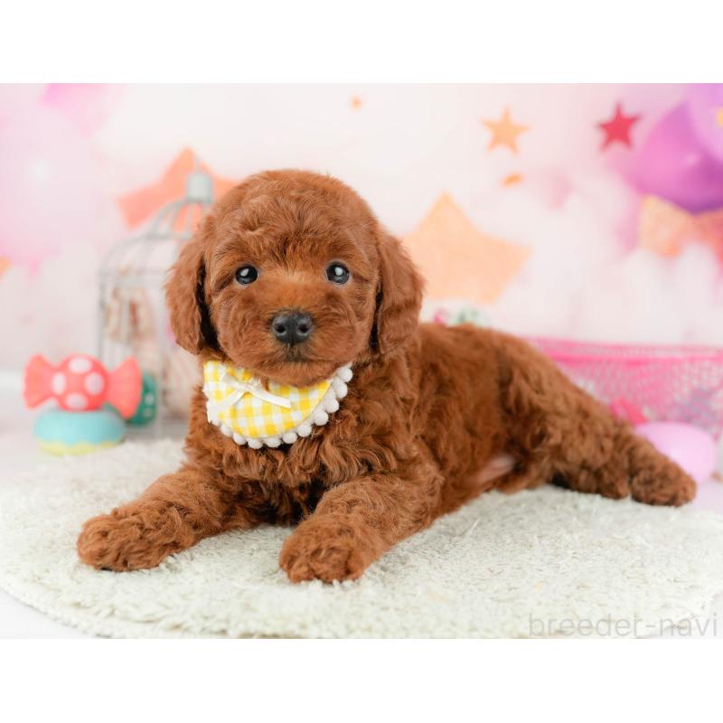 販売中の千葉県のトイプードル-451151の6枚目