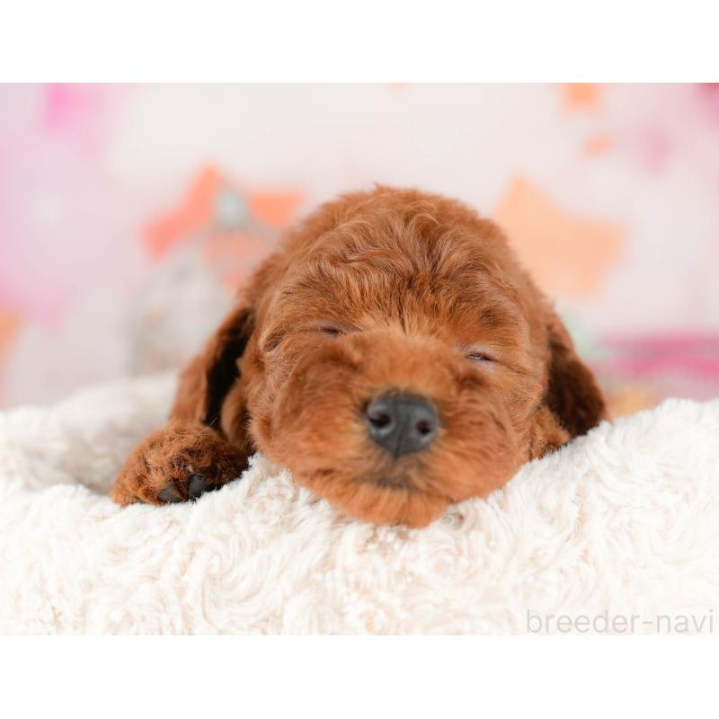 販売中の千葉県のトイプードル-451151の5枚目