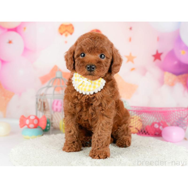 販売中の千葉県のトイプードル-451151の4枚目