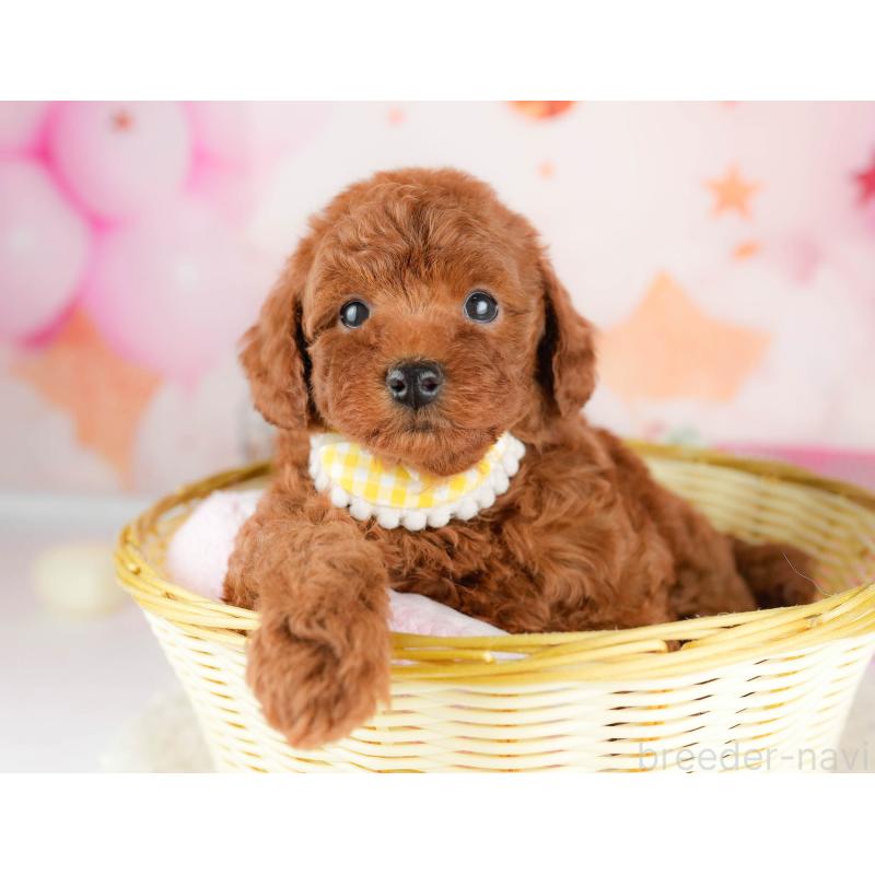 販売中の千葉県のトイプードル-451151の3枚目