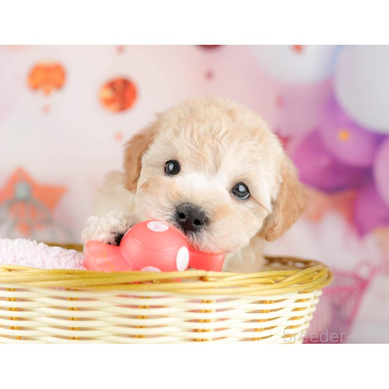 販売中の千葉県のマルプー:マルチーズ×トイプードル-451150の11枚目