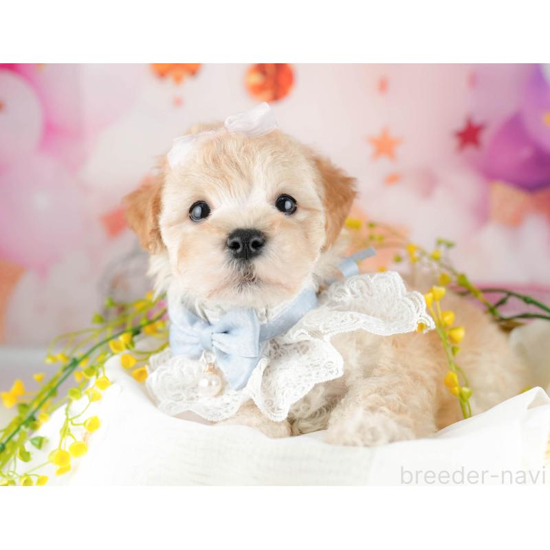 販売中の千葉県のマルプー:マルチーズ×トイプードル-451150の10枚目