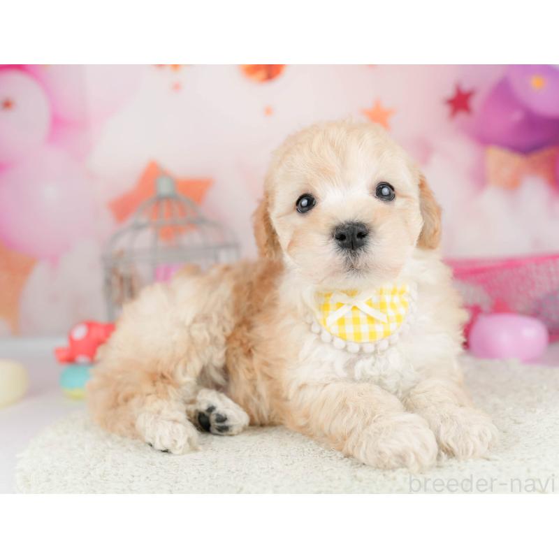 販売中の千葉県のマルプー:マルチーズ×トイプードル-451150の8枚目