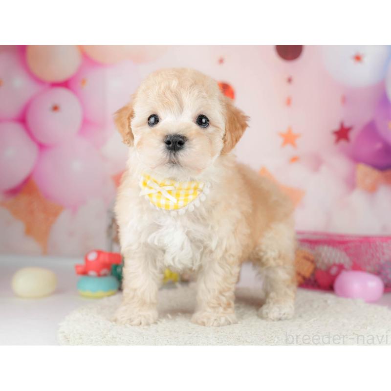 販売中の千葉県のマルプー:マルチーズ×トイプードル-451150の7枚目