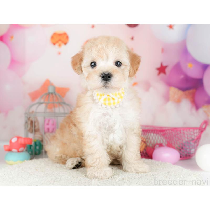 販売中の千葉県のマルプー:マルチーズ×トイプードル-451150の6枚目