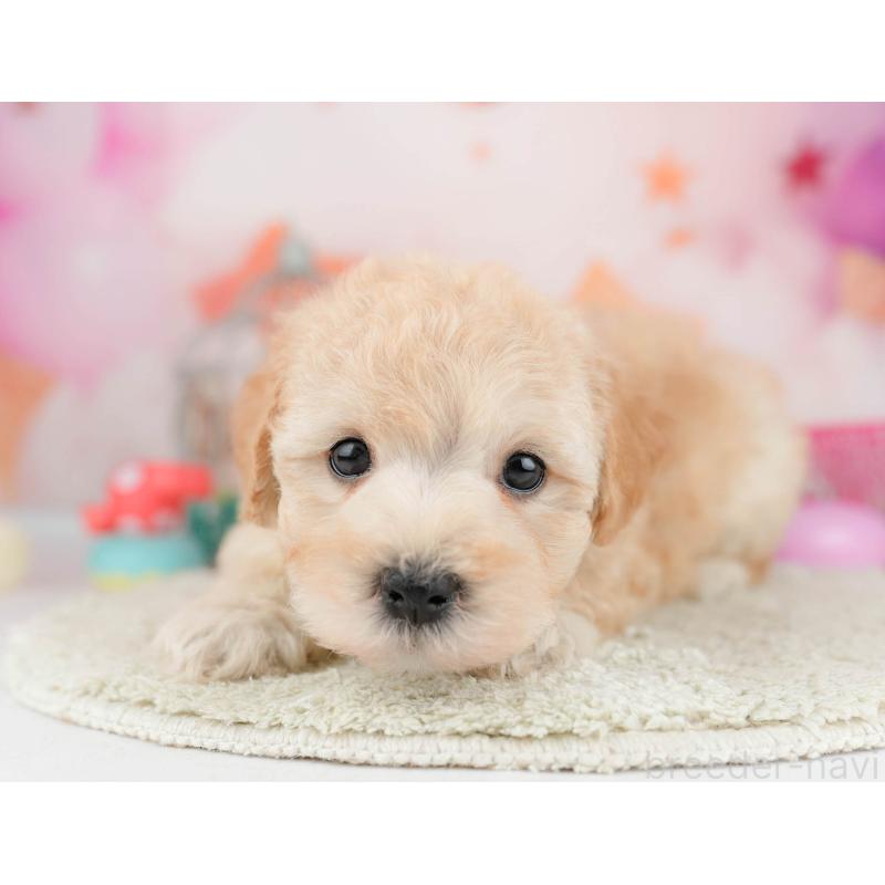 販売中の千葉県のマルプー:マルチーズ×トイプードル-451150の5枚目