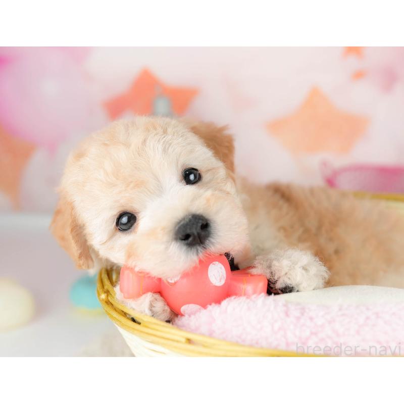 販売中の千葉県のマルプー:マルチーズ×トイプードル-451150の4枚目