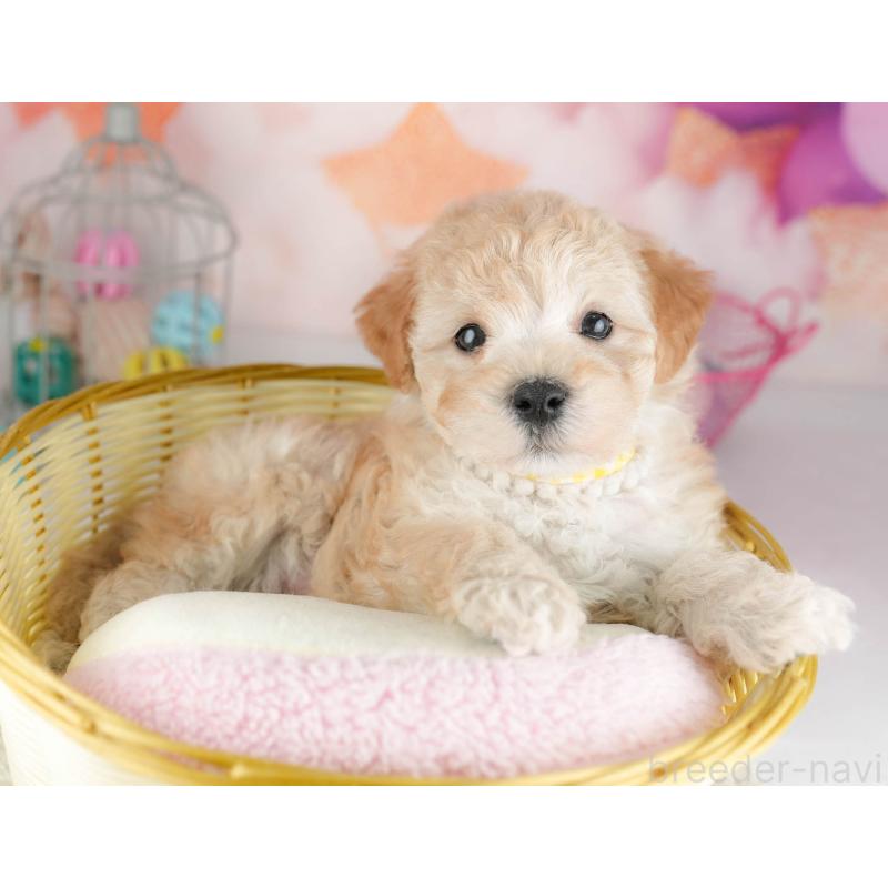 販売中の千葉県のマルプー:マルチーズ×トイプードル-451150の3枚目