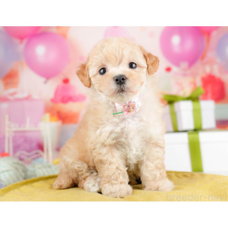 販売中の千葉県のマルプー:マルチーズ×トイプードル-451146の11枚目