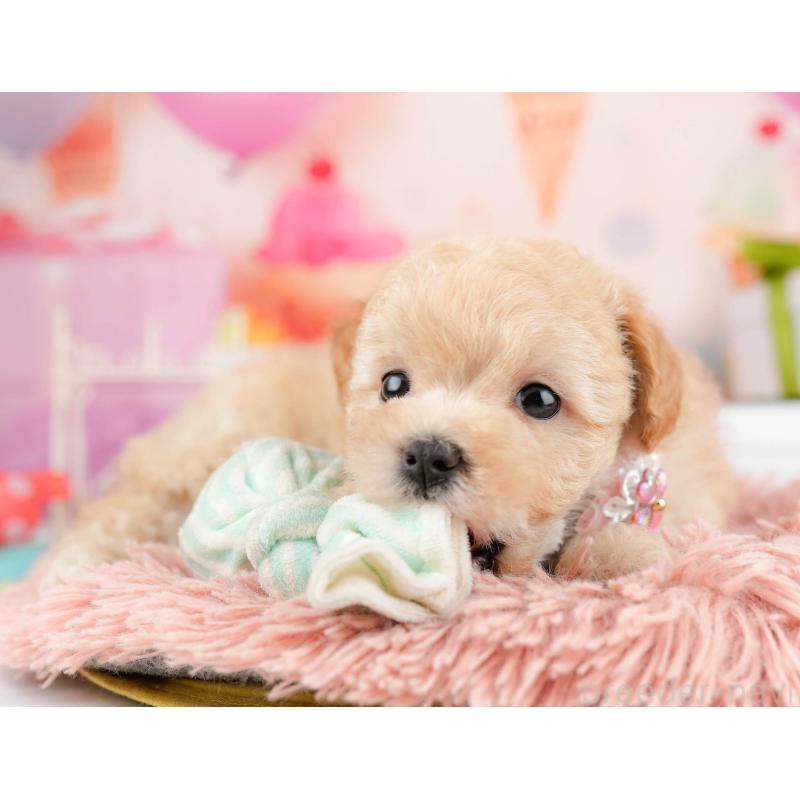 販売中の千葉県のマルプー:マルチーズ×トイプードル-451146の10枚目