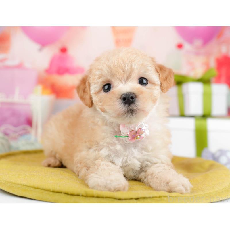 販売中の千葉県のマルプー:マルチーズ×トイプードル-451146の9枚目