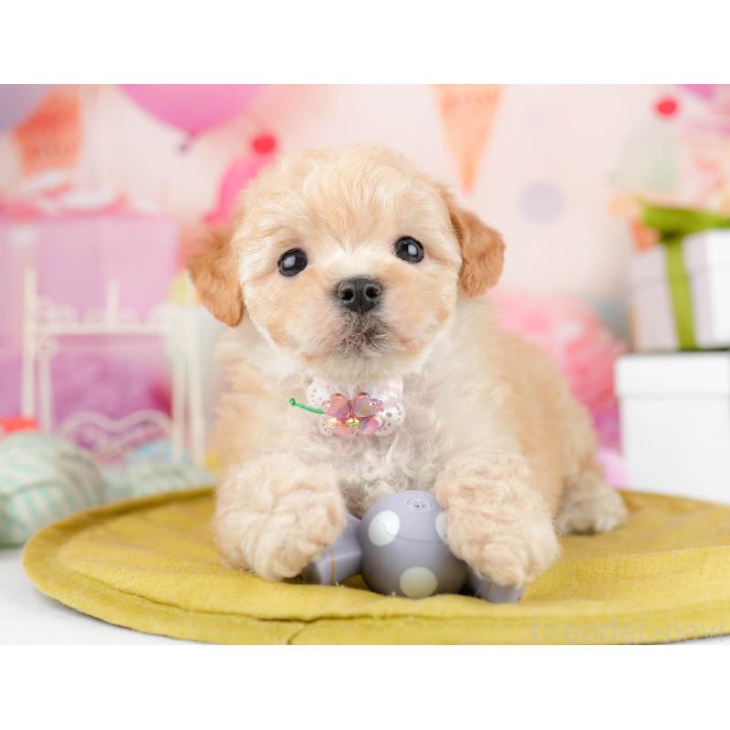 販売中の千葉県のマルプー:マルチーズ×トイプードル-451146の8枚目