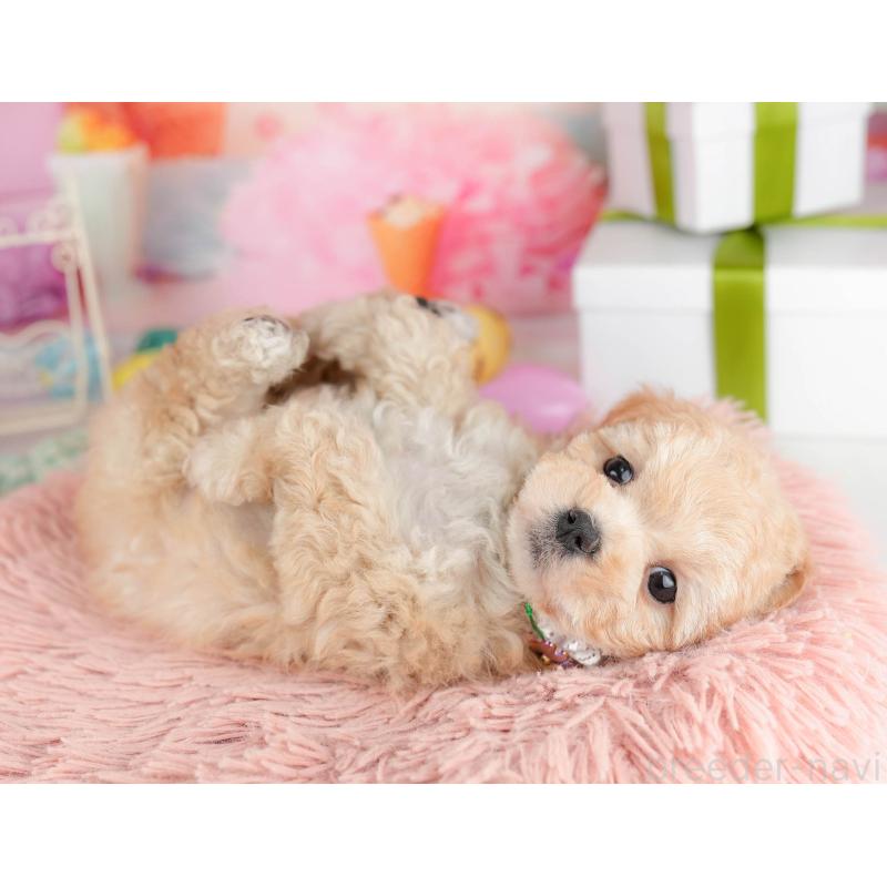 販売中の千葉県のマルプー:マルチーズ×トイプードル-451146の7枚目