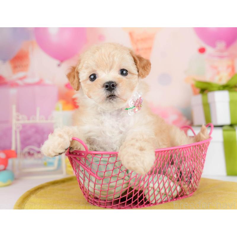 販売中の千葉県のマルプー:マルチーズ×トイプードル-451146の6枚目