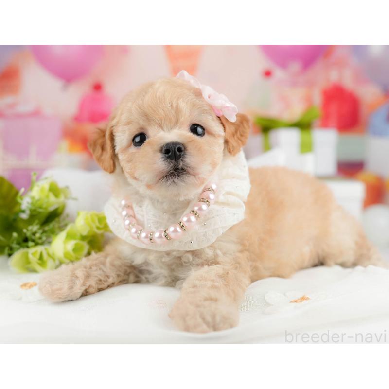 販売中の千葉県のマルプー:マルチーズ×トイプードル-451146の5枚目