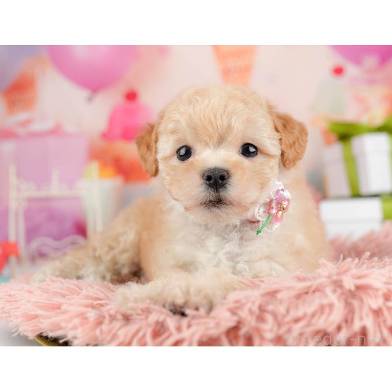 販売中の千葉県のマルプー:マルチーズ×トイプードル-451146の4枚目