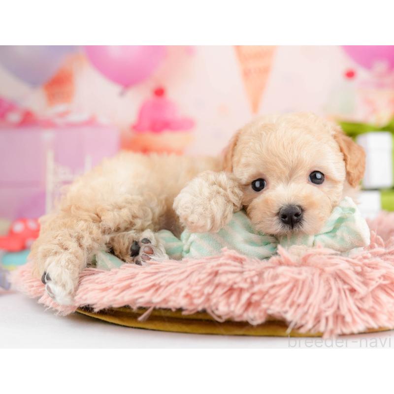 販売中の千葉県のマルプー:マルチーズ×トイプードル-451146の3枚目