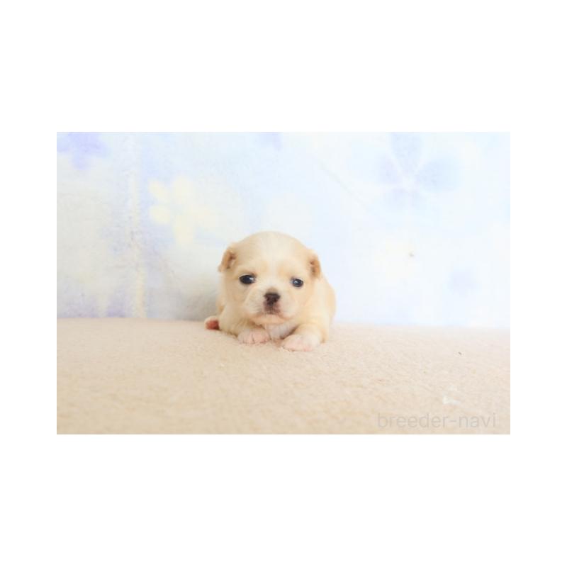 販売中の熊本県のミックス犬-450887の3枚目