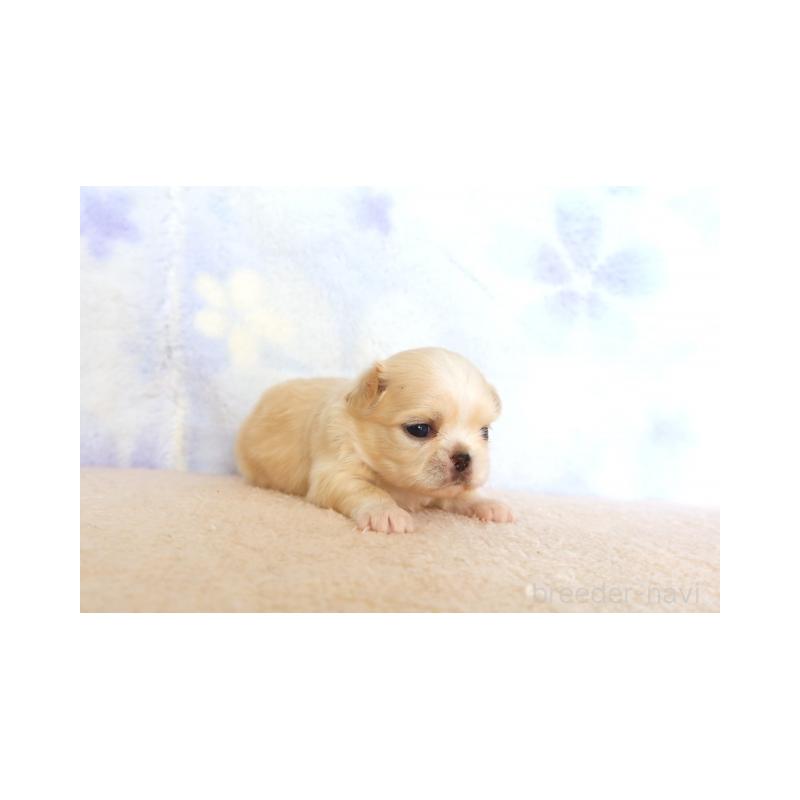 販売中の熊本県のミックス犬-450887の2枚目