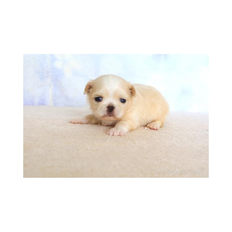 販売中の熊本県のミックス犬-450887