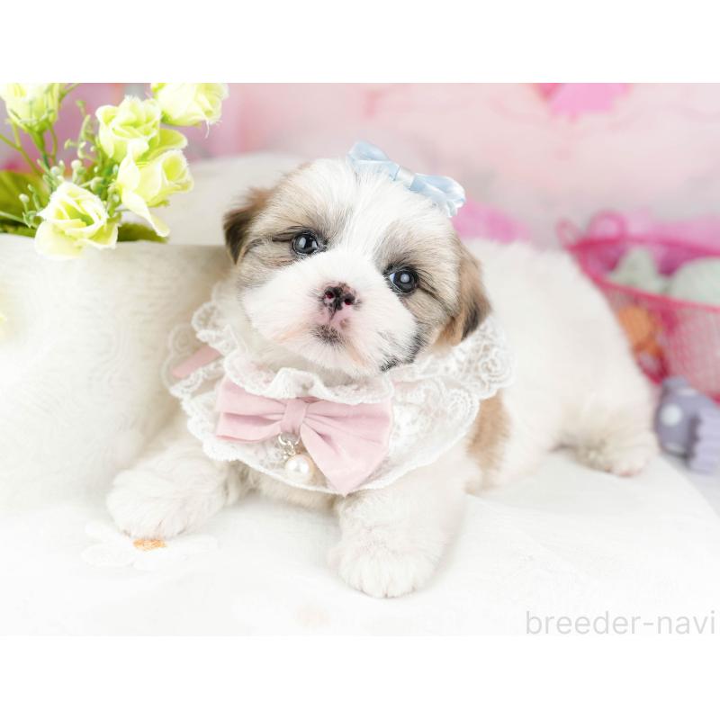 販売中の千葉県のマルシーズー:マルチーズ×シーズー-451144の1枚目