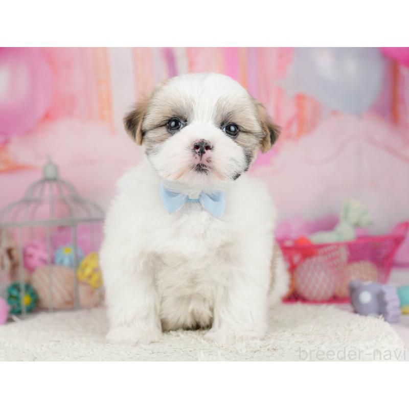 販売中の千葉県のマルシーズー:マルチーズ×シーズー-451144の11枚目