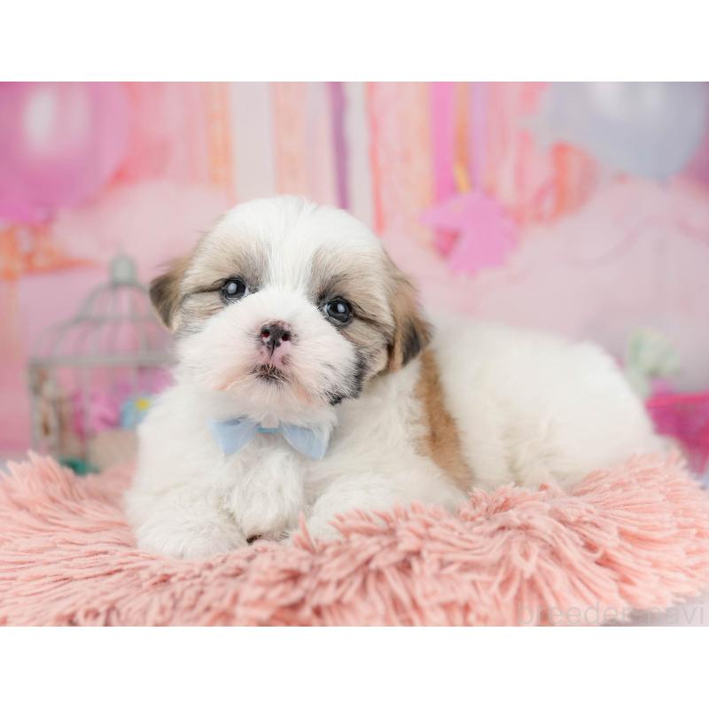 販売中の千葉県のマルシーズー:マルチーズ×シーズー-451144の10枚目