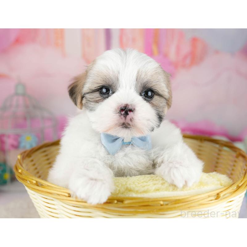 販売中の千葉県のマルシーズー:マルチーズ×シーズー-451144の9枚目