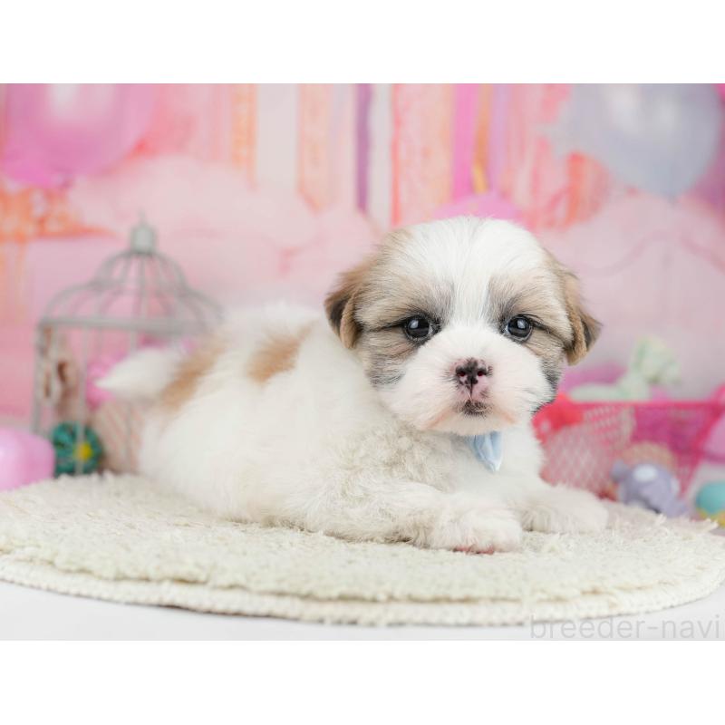 販売中の千葉県のマルシーズー:マルチーズ×シーズー-451144の8枚目