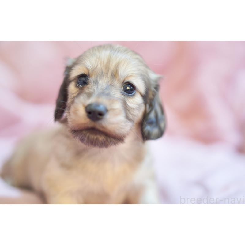 販売中の滋賀県のカニンヘンダックスフンド(ロングヘアード)-450888の20枚目