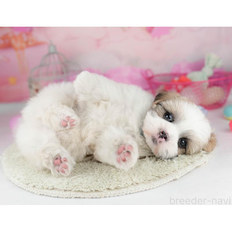 販売中の千葉県のマルシーズー:マルチーズ×シーズー-451144の7枚目