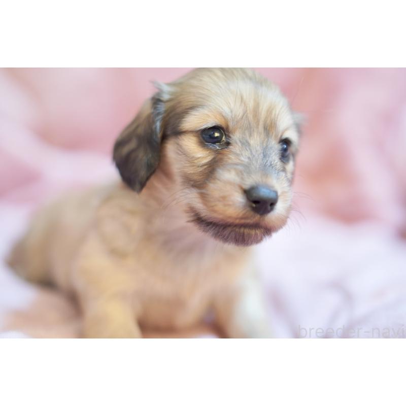 販売中の滋賀県のカニンヘンダックスフンド(ロングヘアード)-450888の19枚目