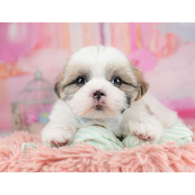 販売中の千葉県のマルシーズー:マルチーズ×シーズー-451144の6枚目