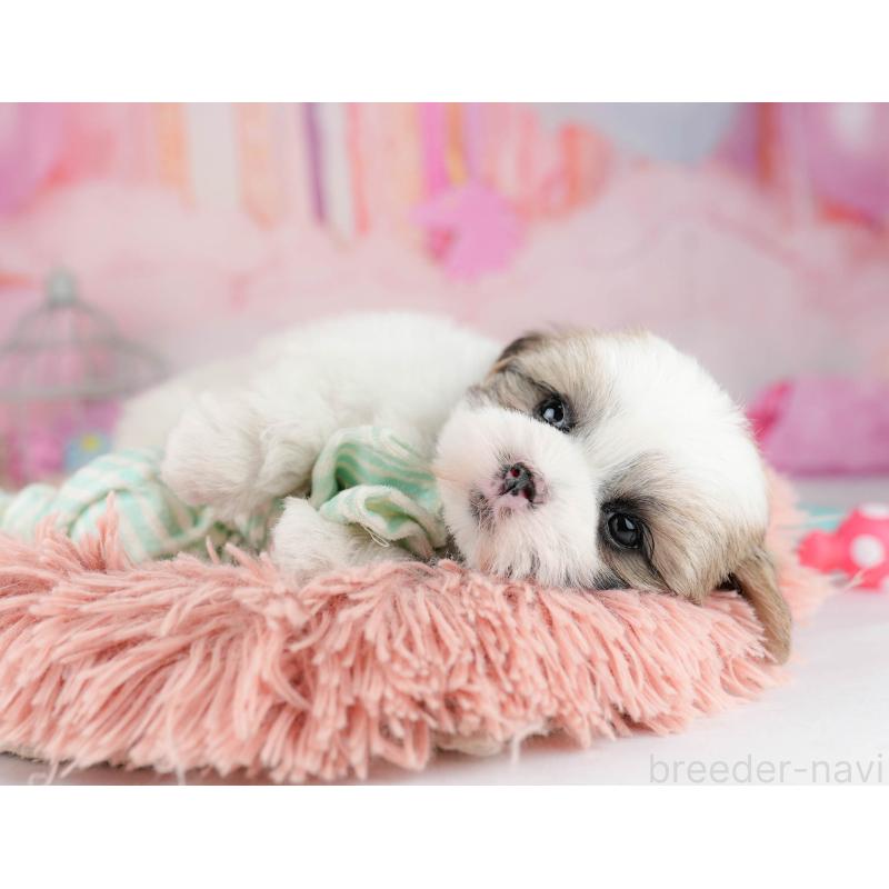 販売中の千葉県のマルシーズー:マルチーズ×シーズー-451144の5枚目