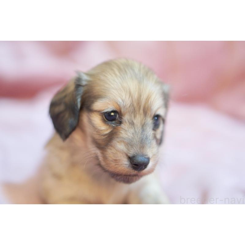 販売中の滋賀県のカニンヘンダックスフンド(ロングヘアード)-450888の18枚目