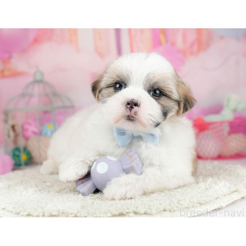 販売中の千葉県のマルシーズー:マルチーズ×シーズー-451144の4枚目