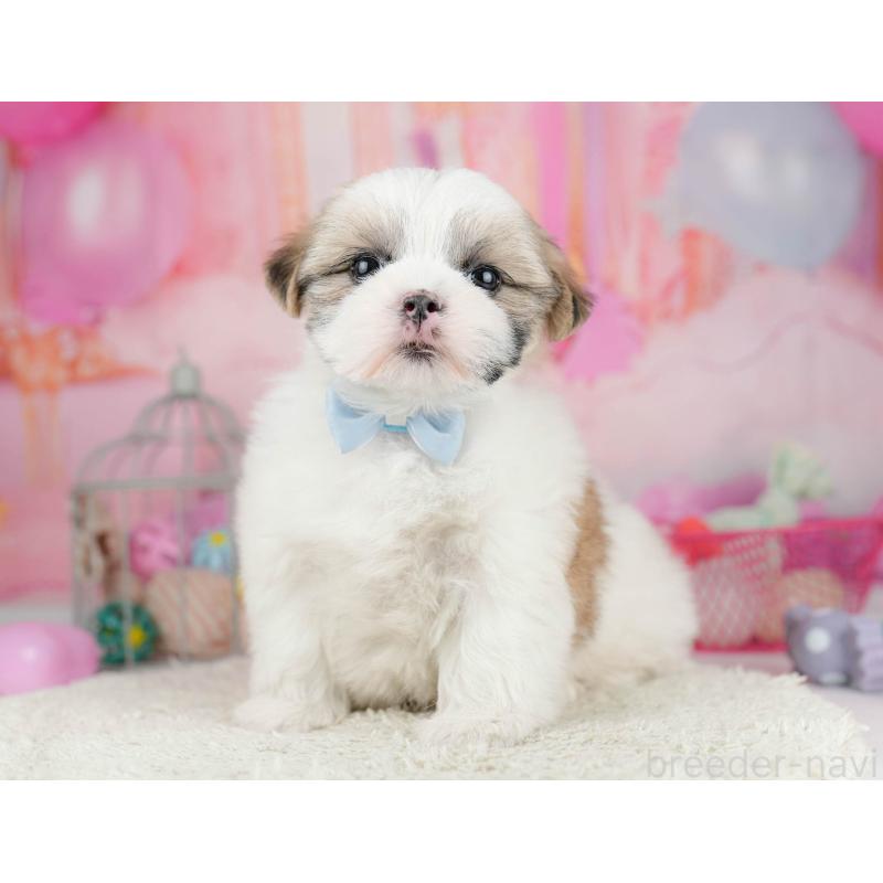 販売中の千葉県のマルシーズー:マルチーズ×シーズー-451144の3枚目