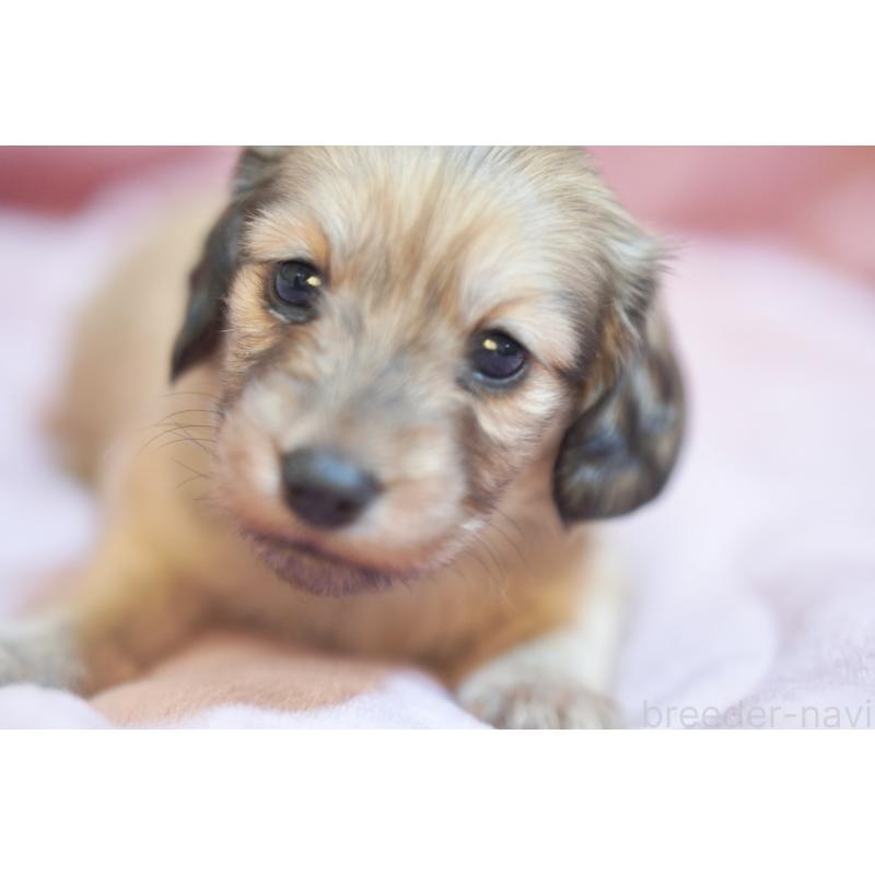 販売中の滋賀県のカニンヘンダックスフンド(ロングヘアード)-450888の17枚目