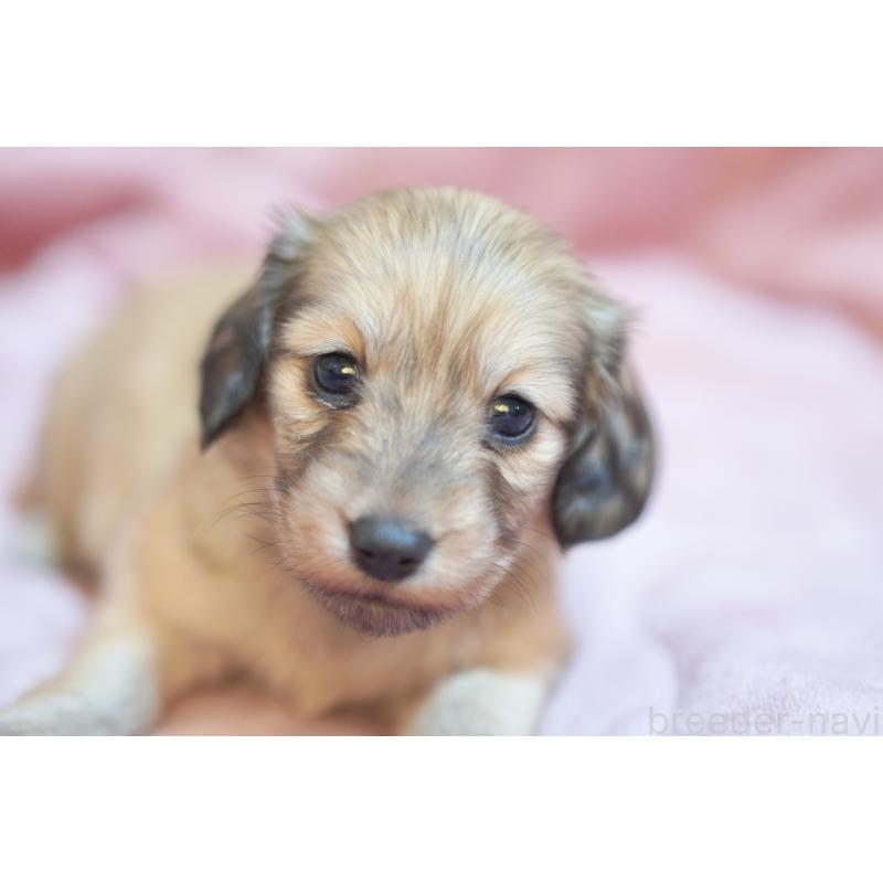 販売中の滋賀県のカニンヘンダックスフンド(ロングヘアード)-450888の15枚目