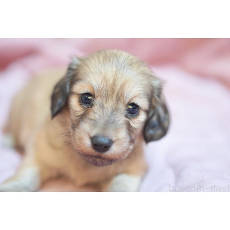 販売中の滋賀県のカニンヘンダックスフンド(ロングヘアード)-450888の14枚目