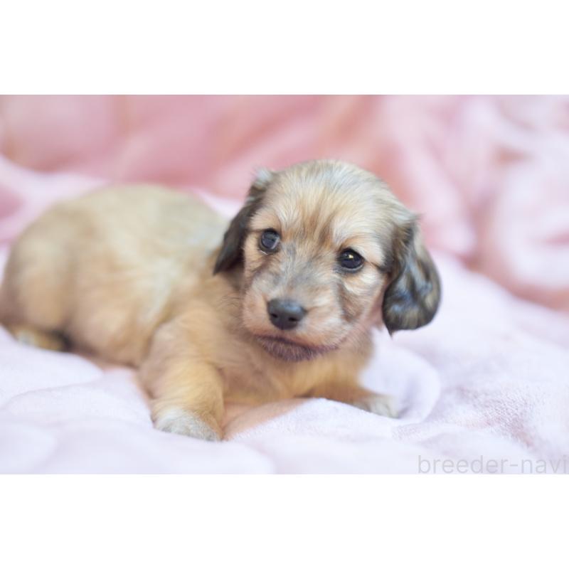 販売中の滋賀県のカニンヘンダックスフンド(ロングヘアード)-450888の12枚目