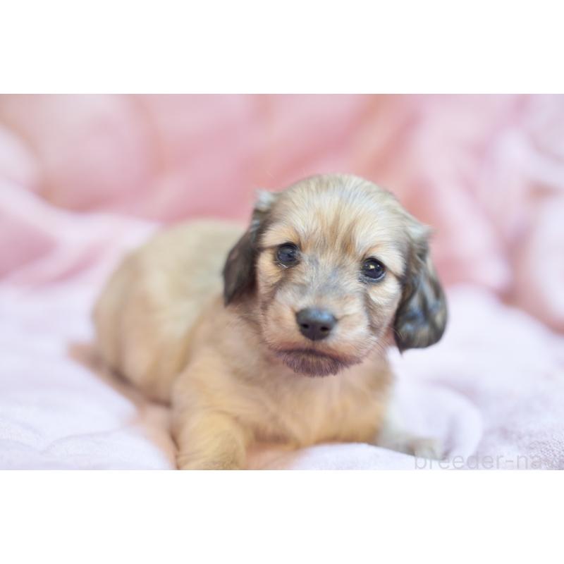 販売中の滋賀県のカニンヘンダックスフンド(ロングヘアード)-450888の1枚目