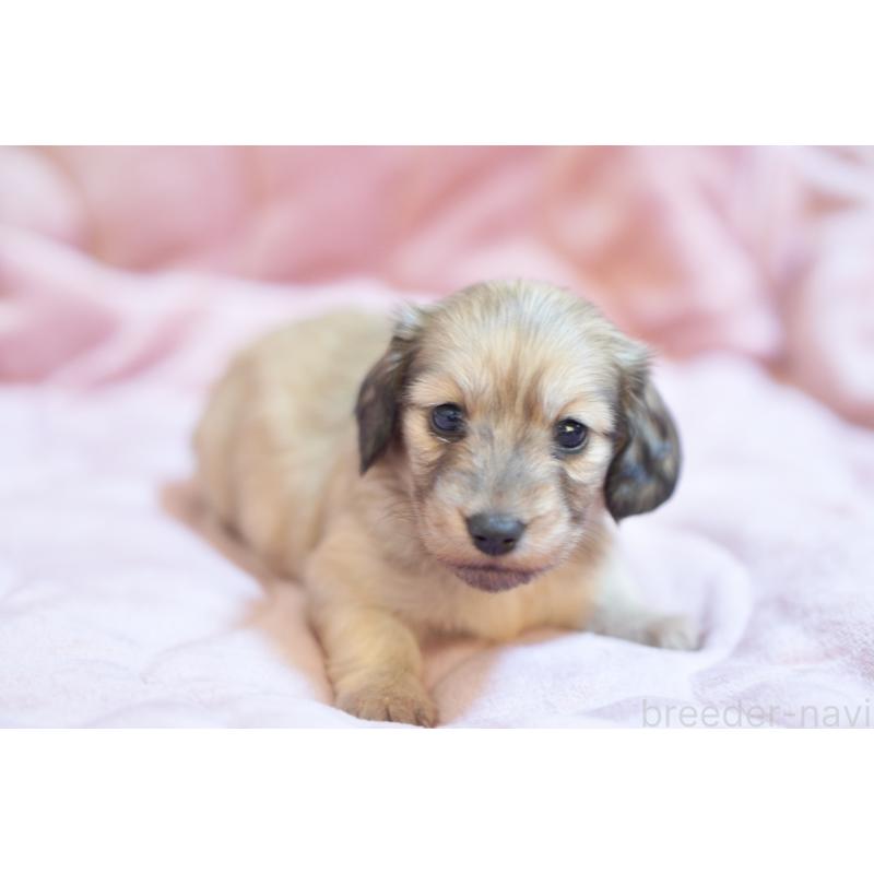 販売中の滋賀県のカニンヘンダックスフンド(ロングヘアード)-450888の11枚目