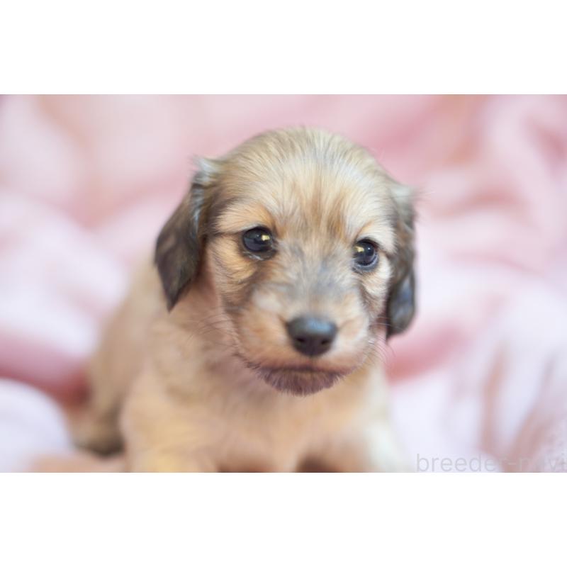 販売中の滋賀県のカニンヘンダックスフンド(ロングヘアード)-450888の10枚目