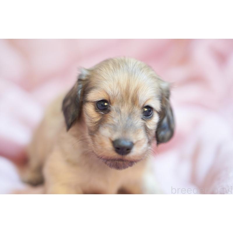 販売中の滋賀県のカニンヘンダックスフンド(ロングヘアード)-450888の9枚目