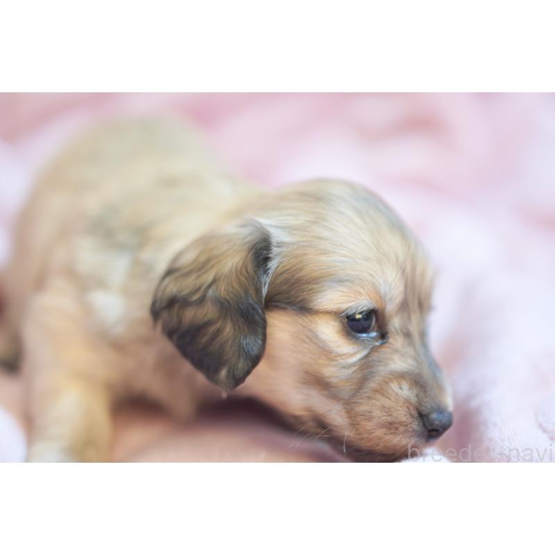 販売中の滋賀県のカニンヘンダックスフンド(ロングヘアード)-450888の8枚目