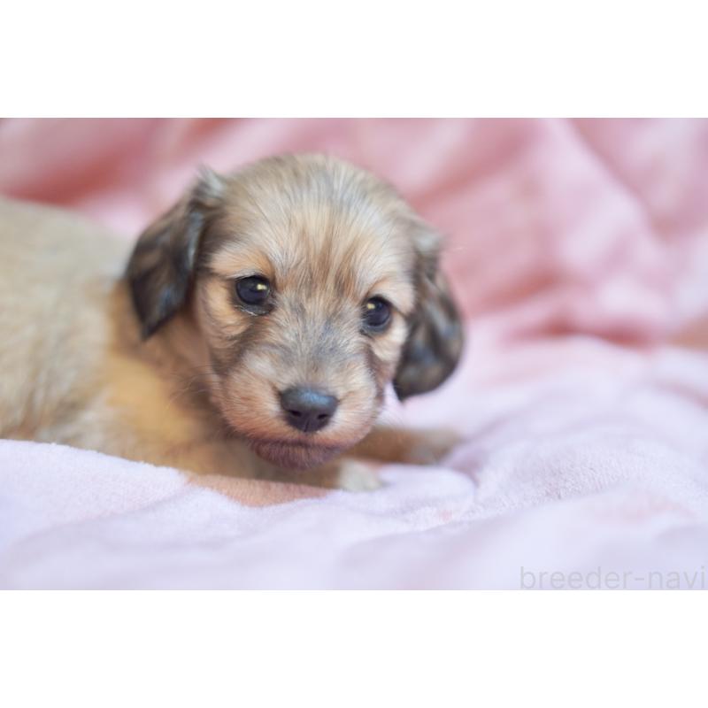 販売中の滋賀県のカニンヘンダックスフンド(ロングヘアード)-450888の6枚目