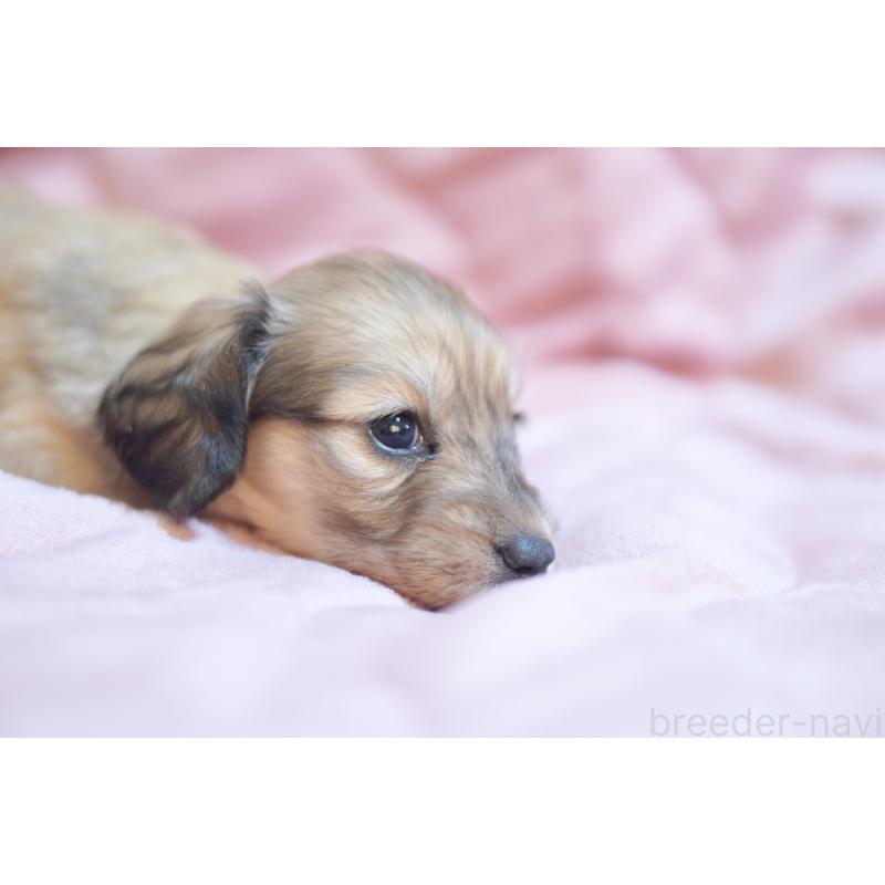 販売中の滋賀県のカニンヘンダックスフンド(ロングヘアード)-450888の5枚目